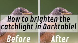 How to brighten the catchlight in Darktable: Quick tutorial