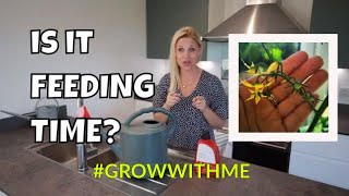 FEEDING OUR INDOOR TOMATO PLANTS