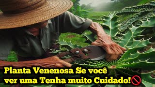 Planta perigosa se você ver ELA Não Toque!😱🚫⚠️#plantas #agropecuaria #avicultura