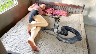 Harvesting Crops Go to Market to Sell,big snake appeared at the farm and attacked the girl