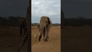 Friendly Elephant Bull in Selenkay Conservancy,  Amboseli