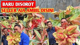 BARU DISOROT‼️ Seller aja beli disini, Aglonema Murah Kualitas Ok ~ 592