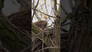 🦅 Mother Bald Eagle Caring Her Babies