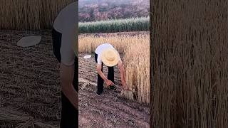 Harvest Sounds #satisfying #agriculture #farming