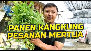 Panen Kangkung Pesanan Mertua II Harvesting Kangkung