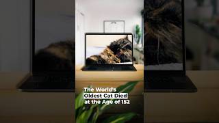 The World's Oldest Cat Died at the Age of 152