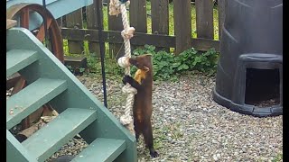 Pine Marten On The Ropes. Wildlife Loch Lomond