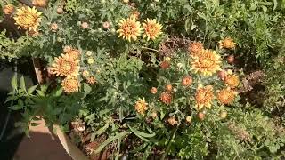 My terrace garden | flower plant🙂☺