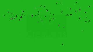 Flock of Birds flying in the sky | Green Screen Library