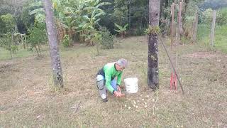 Quarentena Ecológica! Como plantar Palmito Amargo Gueroba.