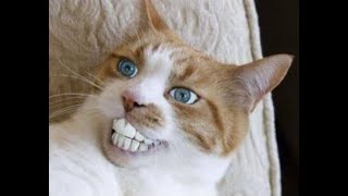 The best Funny Playing Cats and Dancing Kittens Compilation | Try not to laugh #catsounds #shorts