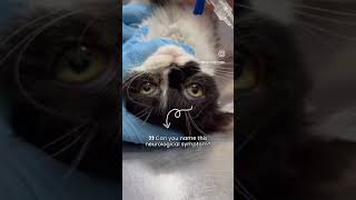 Name the neurological symptom 🐱#shorts #vet #veterinarian #cat #catshorts  #animals