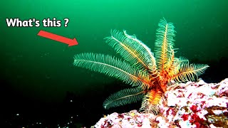 Feather Starfish (Crinoids) - Full HD 1080p.