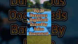 Top 10 Dangerous Dog Breeds Banned By Indian Government #top #top10 #dangerousdogbreeds #banned