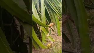 Dragon fruit plant||Nature||beautiful place||#shorts #short #dragonfruit #garden #plants #ytshorts