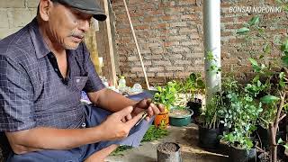 Tips PRAKTIS STEK BAHAN BONSAI KEMUNING