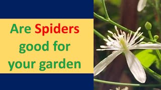 are SPIDERS GOOD for your garden