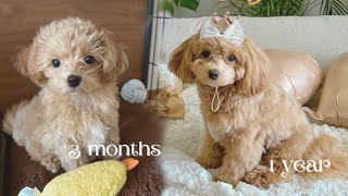 Maltipoo at 3 months to 1 year 🐻🤎 | Mocha’s diary 🐶🐾