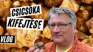 VLOG: Csicsóka termesztése 2. rész: Így sikerült a tavalyi csicsóka ültetés I  Kreatív Farmer