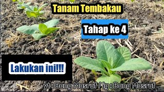 Tips Agar Tembakau Pertumbuhannya Normal