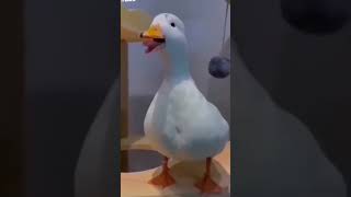 البطه المضحكه | بطة كيوت | duck | فرقعت البالون | تفجير البالون | balloon | مقلب البطة | مقطع مضحك