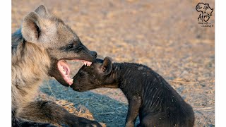 Hyaena cubs: Playful hyaenas suckling on mom and showing dominance and playful behavior