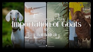 THE IMPORTATION OF GOATS TO JAMAICA | MY EXPERIENCE | THINGS YOU SHOULD KNOW