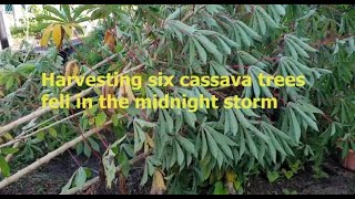 Harvesting six trees of cassava fell in the midnight storm