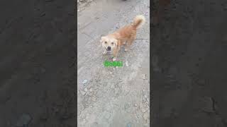 cute booby || Dog || janam