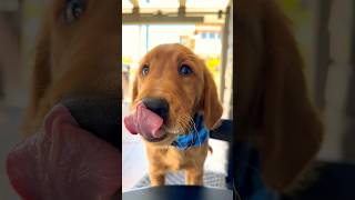 Puppy loves his first pup cup! #goldenretriever #cutepuppy #cutedogs #puppyoftheday ​⁠@starbucks