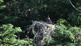 Osprey family, 6/9/24