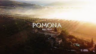 Vendemmia in Pomona 2021