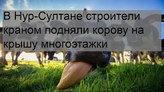 В Нур-Султане строители краном подняли корову на крышу многоэтажки