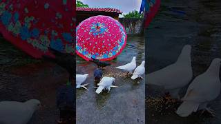 feeding in ☔ rain 🌧️ beautiful pigeons ❤️🌎 #kabutar #pigeonlover