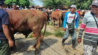 HARGA SAPI JANTAN SUPERAN MASIH LESU