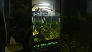 Planted Co2 Aquarium Rescape || #shorts