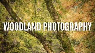 AUTUMNAL WOODLAND PHOTOGRAPHY | DARTMOOR