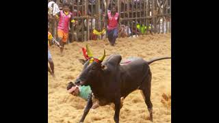 #jallikattu #arisipayasam