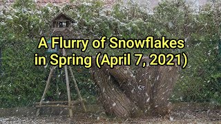 A Flurry of Snowflakes in Springtime (April 7, 2021). Will it affect blooming fruit trees?