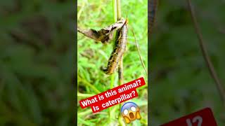 World Biggest and Heterogeneous Caterpillar