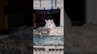 Самые лучшие котики 🥰❤️ #mainecoon #cat #catlover ##котик #shorts #pets #funnycats #süß