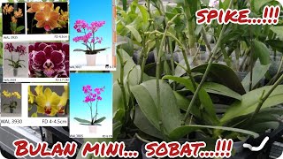 ANGGREK BULAN MINI KONDISI SPIKE...