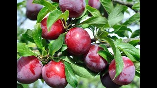 Plums 101 - Food and Flavor Combos for FRESH Plums