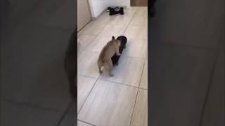 New Funny Animals😂Funniest Dogs and Cats Videos😺😜