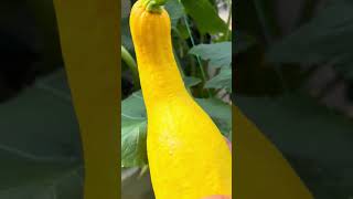 Harvesting zucchini #trending #garden #organicfarming