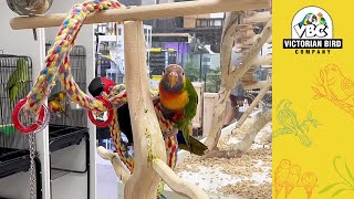 Bird Playground Gym Sessions | Victorian Bird Co