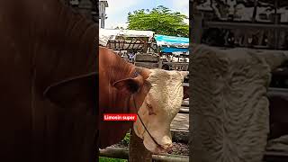 LIMOSIN super #sapi #sapi murah #runtah