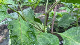 Our Tomato and habanero pepper forest flowering #farminglife #pepperharvest #twtfarms