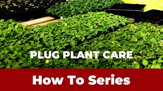 Plug Plant Care - Pruning