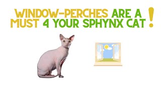 Benefits of a Window-Perch for your Sphynx Cat!  #sphynxlife  #sphynxcare